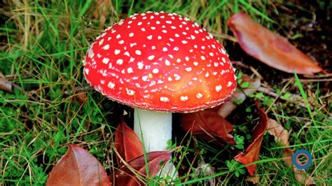 The Role of Shadowy Witchcraft Toadstools in Herbal Medicine